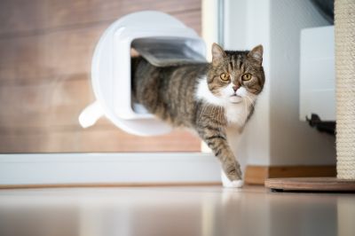 Cat Door Installation